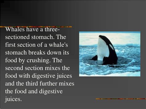 PPT - Avian Digestive System PowerPoint Presentation, free download ...