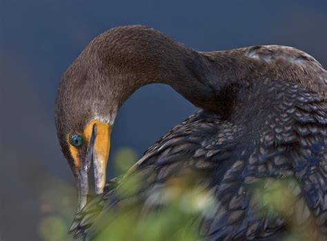 Birds of the Merritt Island National Wildlife Refuge- A Pictorial