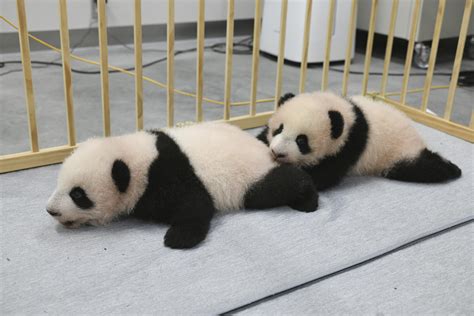 Panda cubs at Tokyo zoo get their names, to debut in January | AP News