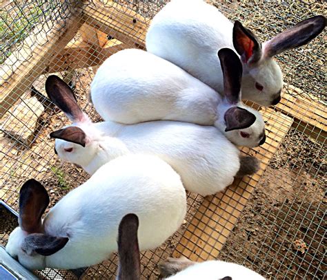 Young New Zealand Whites | USA Rabbit Breeders