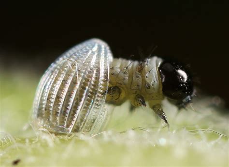 All of Nature: Monarch Butterfly Egg Hatching