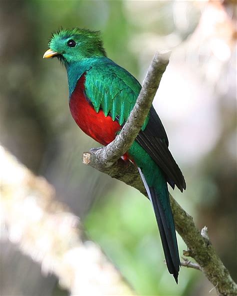 Murfs Wildlife : Resplendent Quetzal