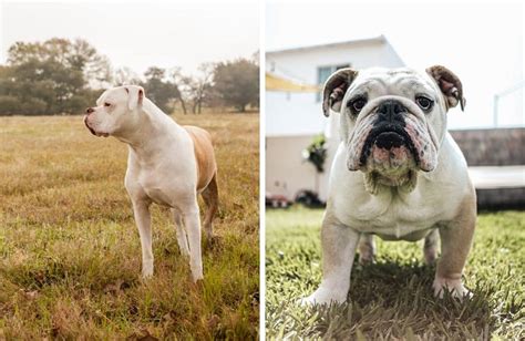 American Bulldog Vs English Bulldog Comparison - Kate's K9 Pet Care