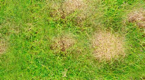 Brown Spots in Lawn After Winter? What They Mean and What to Do - Green ...