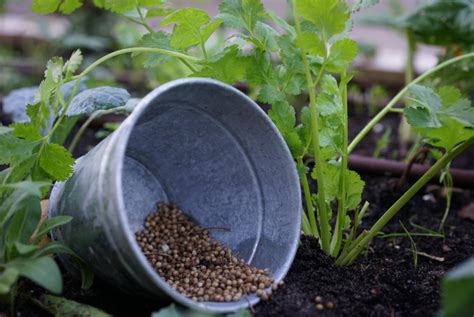 How to Grow and Harvest Your Own Coriander Seeds • Gardenary