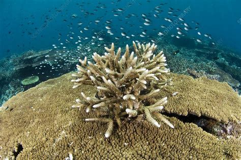 Acropora coral - Stock Image - C002/8702 - Science Photo Library