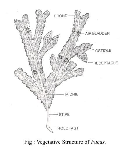 fucus male