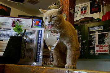 Talkeetna 'Mayor', Stubbs The Cat, Claws To Recovery