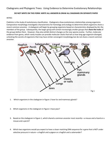 Cladogram Worksheet With Answers – Thekidsworksheet