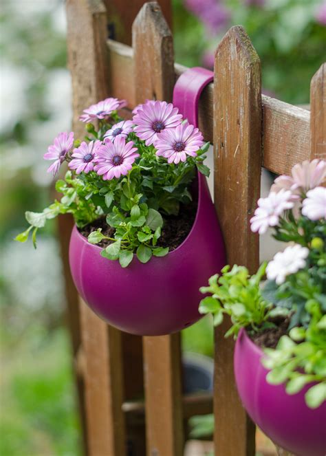 The best low maintenance plants for outdoor pots, and how to take care ...