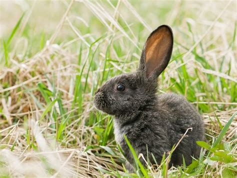 Silver Fox Rabbit - Completed and Detailed Guide 2024 - Northern Nester