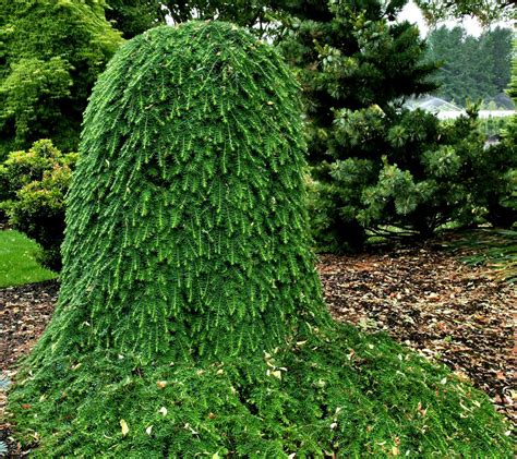 Tsuga heterophylla ' Thorsen's Weeping ' Dwarf Western Hemlock - Kigi Nursery