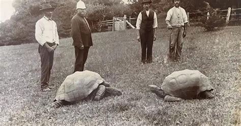 World's Oldest Land Animal, Jonathan the Tortoise, Turns 191