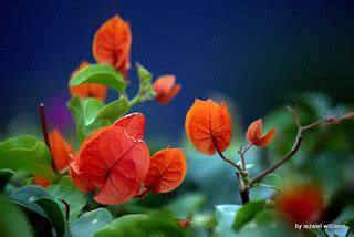 Bougainvillea by iezalel williams IMG_1307-002 | This beauti… | Flickr