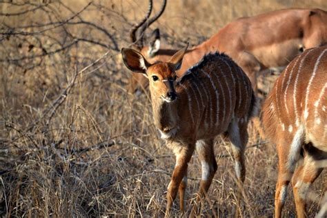 15 Wild Animals in Benin [Wildlife in Benin] - Kevmrc