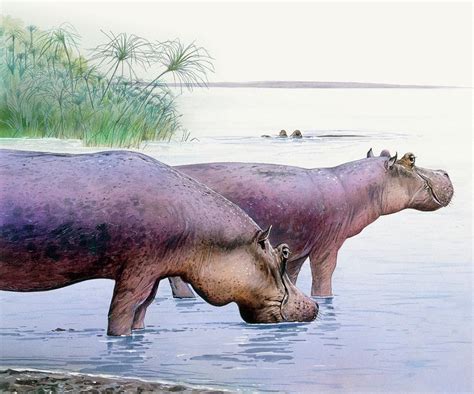 Hippopotamus Gorgops Photograph by Michael Long/science Photo Library