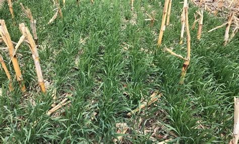 Terminating a Cereal Rye Cover Crop – Things to Consider | CropWatch ...