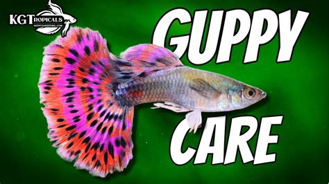 Guppy Fish Care, 10 Things You Should Know About Guppies! Great Beginner Fish! – HousePetsCare.com