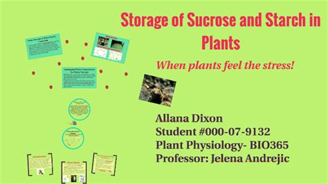 Storage of Sucrose and Starch in Plants by Allana Dixon