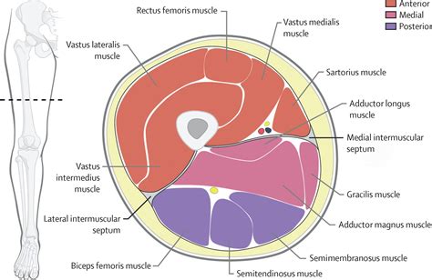 Sección transversal de la anatomía de la pierna Anatomía del ...