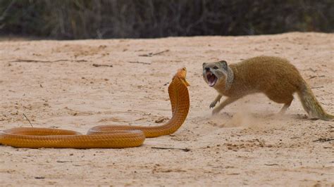 Snake Fight With Mongoose