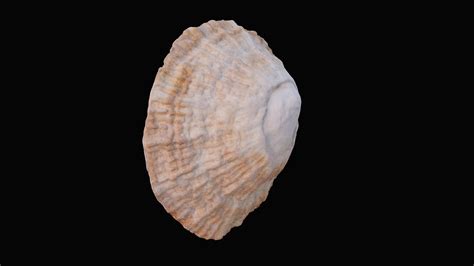 3D model Limpet sea shell VR / AR / low-poly | CGTrader