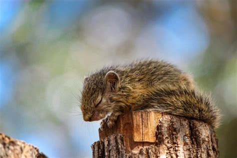 A Baby African Tree Squirrel Posing High Up In A Tree Stock Photo - Image of mammal, adorable ...