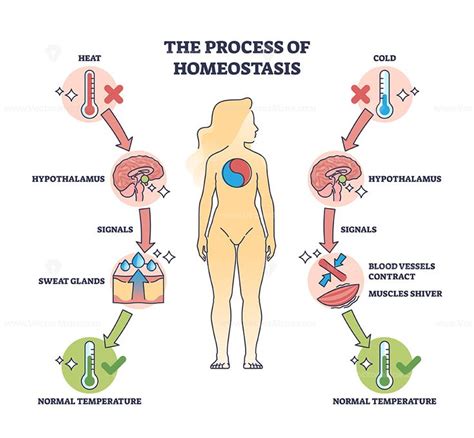 Process of homeostasis as human body temperature regulation outline diagram | Human body ...