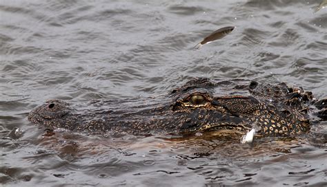 Alligator Eating Fish | Phil Lanoue Photography