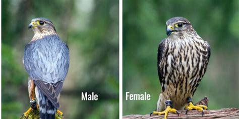 Falcons in Florida [Our Guide to the 3 Main Species] - Birdwatching Buzz