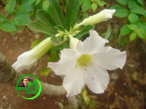 Bunga Adenium / Kamboja Jepang satu cabang berbunga putih