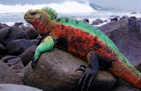 The Christmas Iguana - Galapagos Conservation Trust