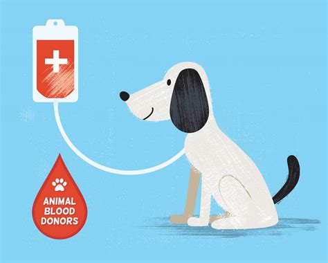 Dog Blood Donors: Save a Life with Buddies for Life! - Oakland Veterinary Referral Services ...