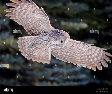 Great Grey Owl on the Hunt Stock Photo - Alamy