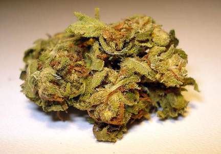 Acapulco Gold Weed Strain Information | Leafbuyer