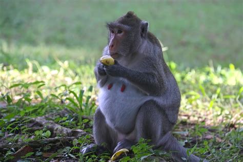 1+ Free Pregnant Eating & Monkey Images - Pixabay