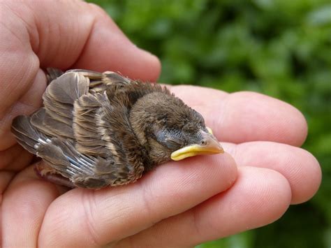 Sparrow Chick Breeding - Free photo on Pixabay - Pixabay