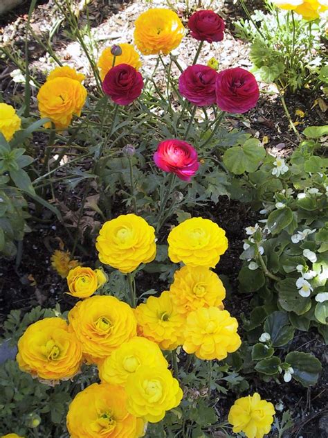 Ranunculus as winder indoor plant