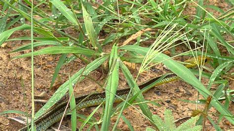 Serpiente cazadora.MOV - YouTube