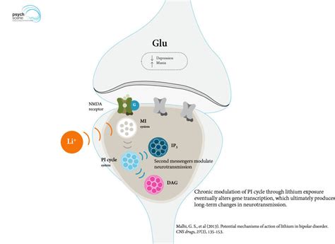 Lithium's Mechanism of Action - A Synopsis and Visual Guide