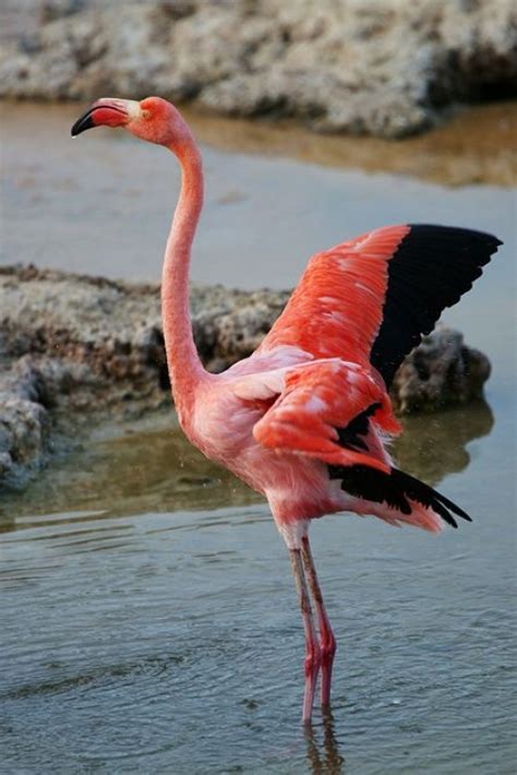 Download Orange flamingo - Birds Hd wallpaper or images for your mobile ...