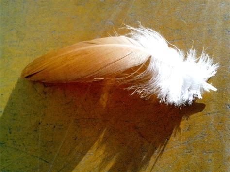 Chick Feather, Bird Free Stock Photo - Public Domain Pictures