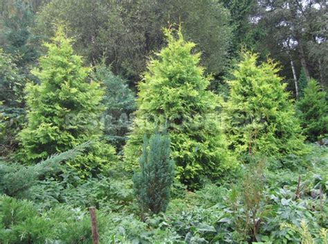 Varieties of Thuja Occidentalis: a Variety of Shapes and Sizes. Photo ...