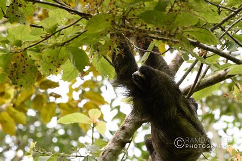 Panama Wildlife – Ramdas Iyer Photography