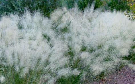 Buy White Cloud Muhly Grass | FREE SHIPPING | Wilson Bros Gardens | 1 Gallon Pot