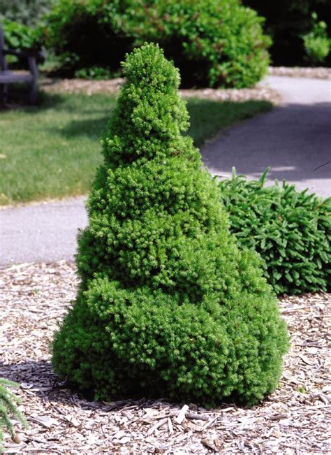 Dwarf Alberta Spruce - Heritage Hill Nursery, Inc