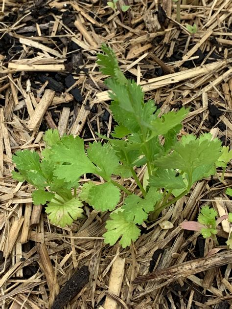 Coriander Grow Guide - The Gourmantic Garden