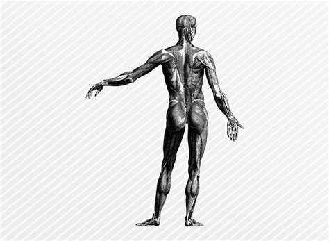 Human Anatomy Graphics