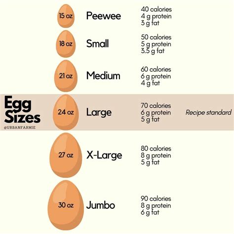 Egg Labels: The Ultimate Guide for Buying Eggs! - Urban Farmie