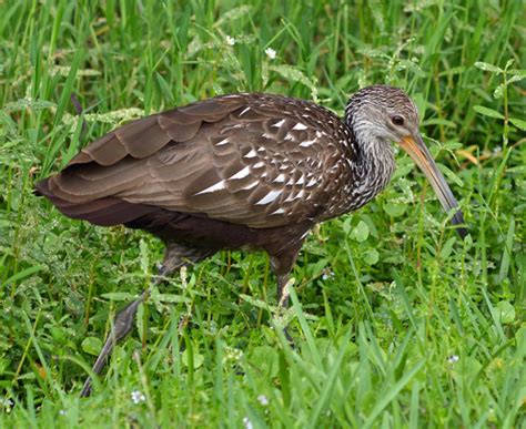 Birds and Gators » Limpkin